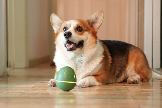 Wicked Egg 維奇出奇蛋 - PuppyPro